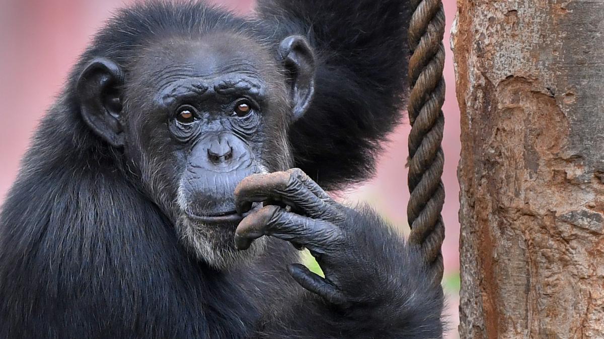 Sci-Five | The Hindu Science Quiz: On Primates
Premium