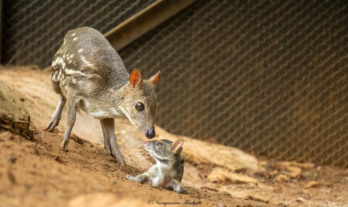 A mouse deer newborn in its enclosure in Indira Gandhi Zoological Park. A mouse deer newborn in its enclosure in Indira Gandhi Zoological Park.