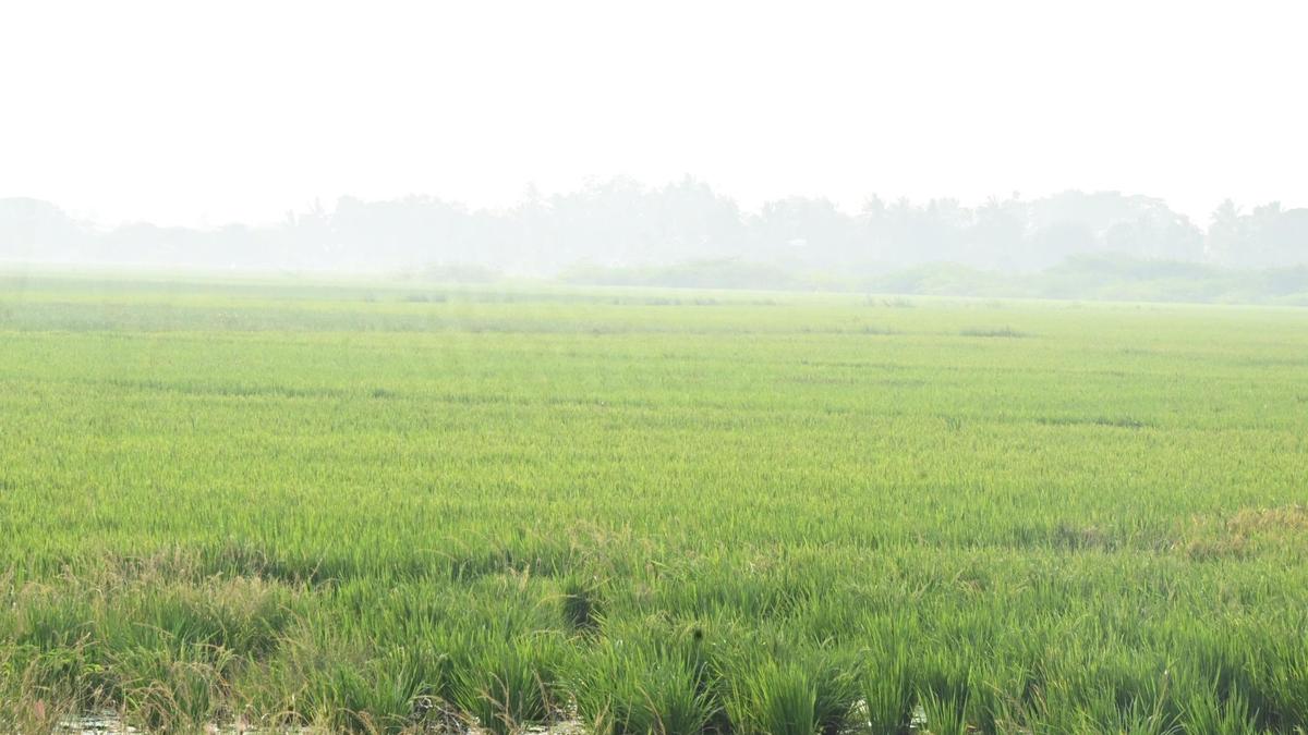 Farmers demand fair compensation for Madurai-Rameswaram NH expansion project