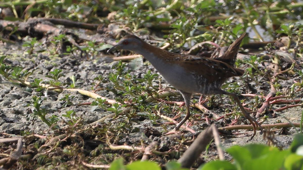 Come summer, sighting the shy, pint-sized members of the Rallidae family  gets easier