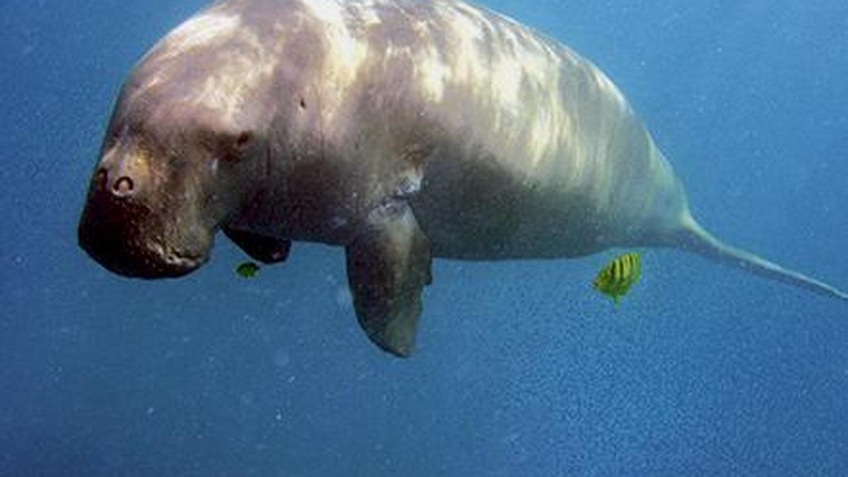 Population of dugongs estimated at 270 in Tamil Nadu