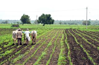 Tur dal bowl' farmers block road in Kalaburagi demanding relief for crop  loss due to heavy rain - The Hindu