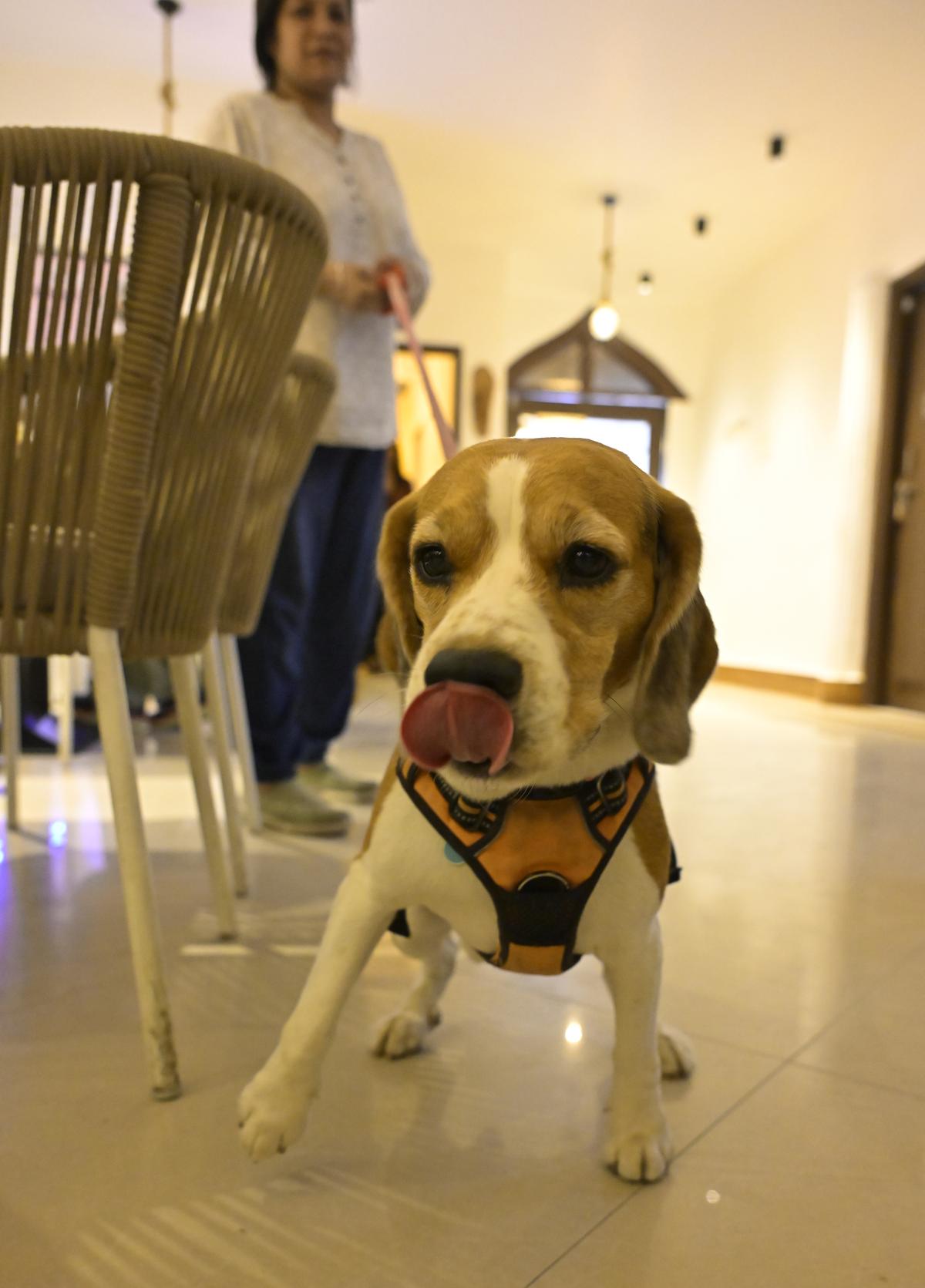 A furry visitor at the cafe eager to meet the resident pets