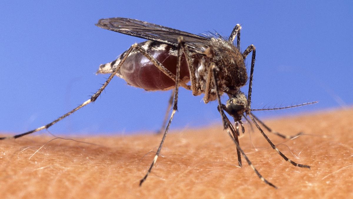 Scientists engineer mosquitoes that can't spread malaria