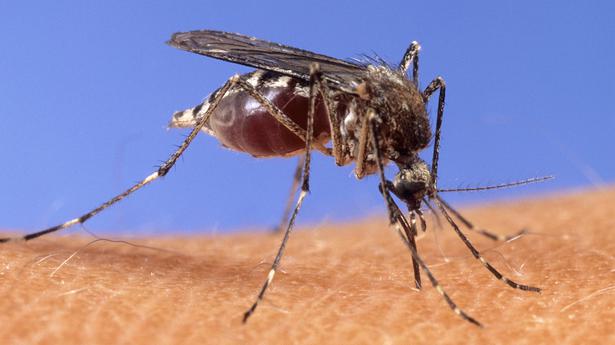 Scientists engineer mosquitoes unable to spread malaria