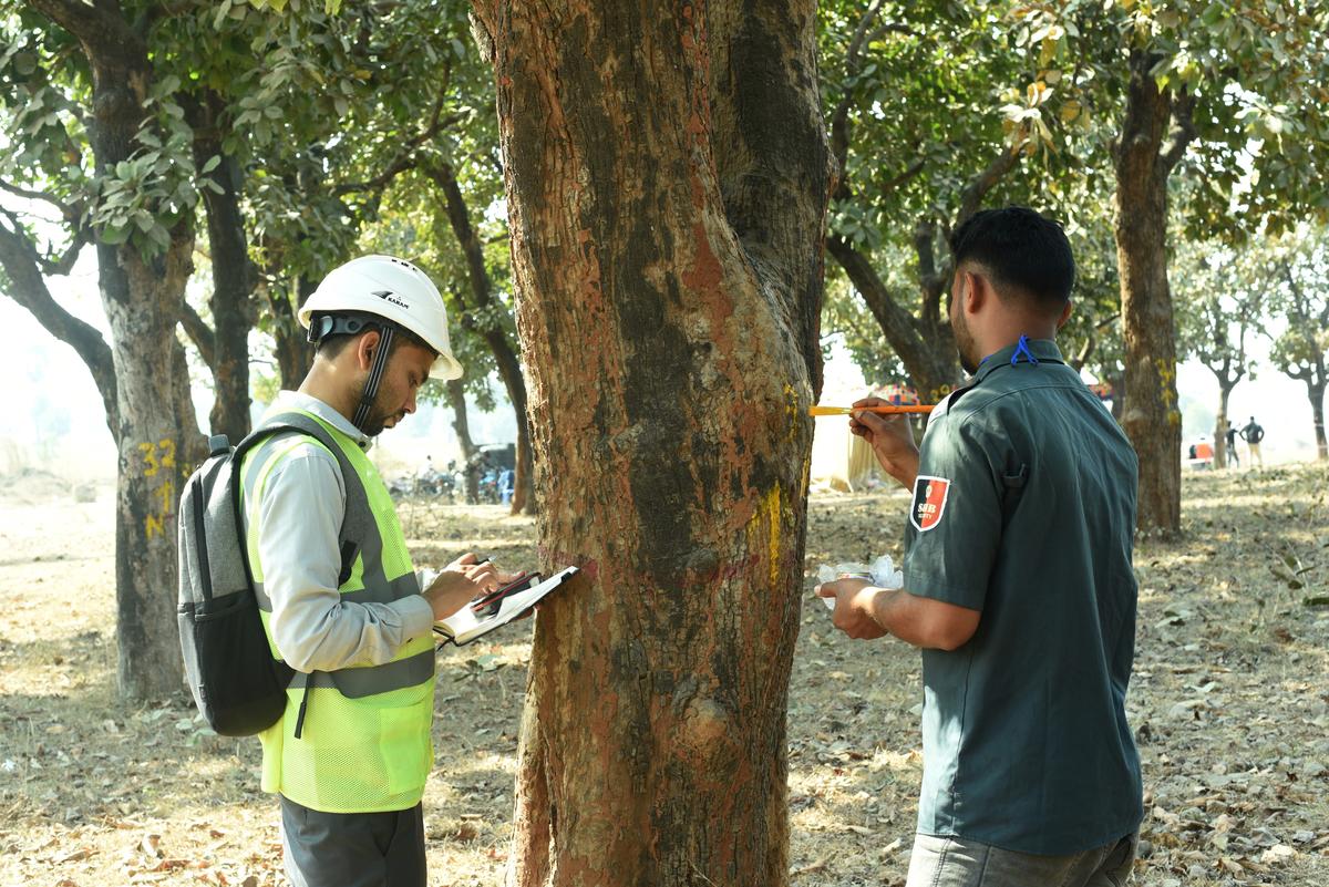 Mahua and Arjun trees around the project area being numbered with paint for translocation and replantation. 