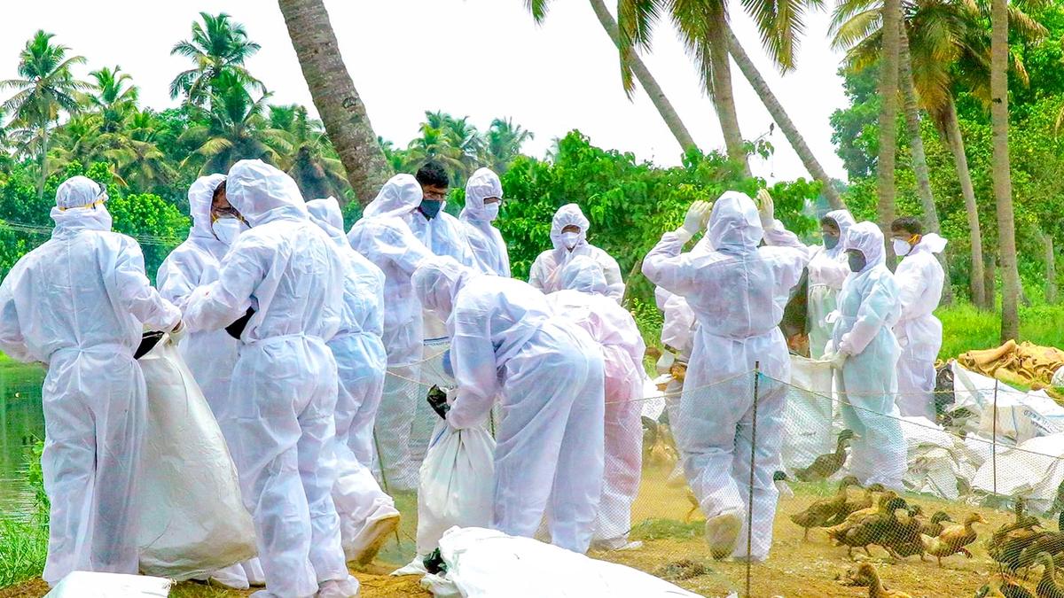 Bird flu in Kerala: Special teams from Kollam arrive in Alappuzha for culling operations