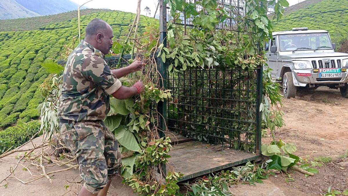 A sense of unease in Idukki plantations with a ‘spike’ in attacks on cattle