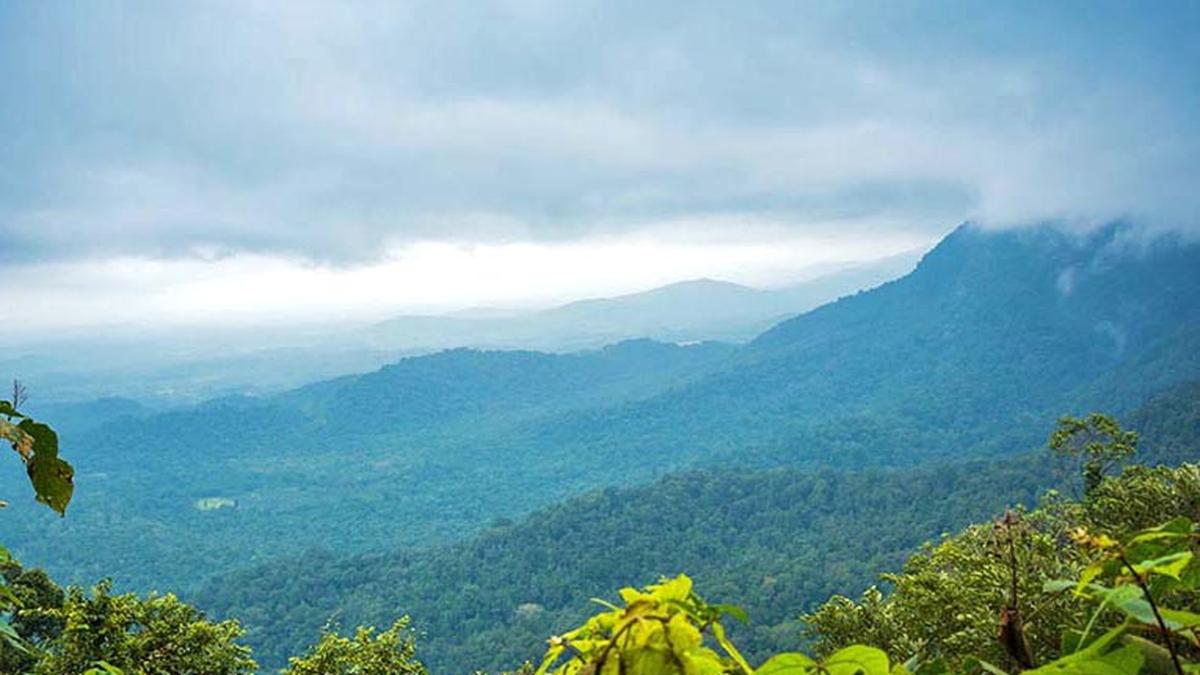 How many trees do we have? The Hindu