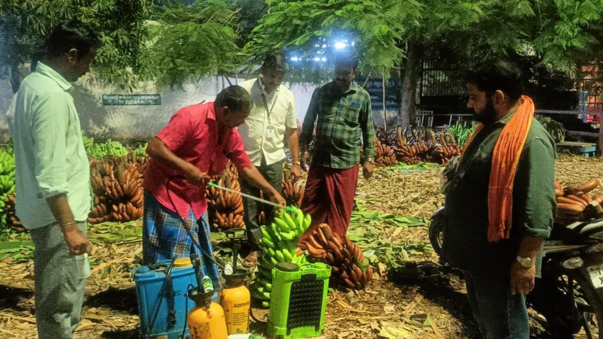 One tonne of artificially ripened bananas seized and destroyed in Erode