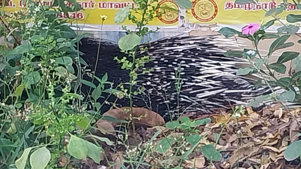 Porcupine enters residential area in Coimbatore