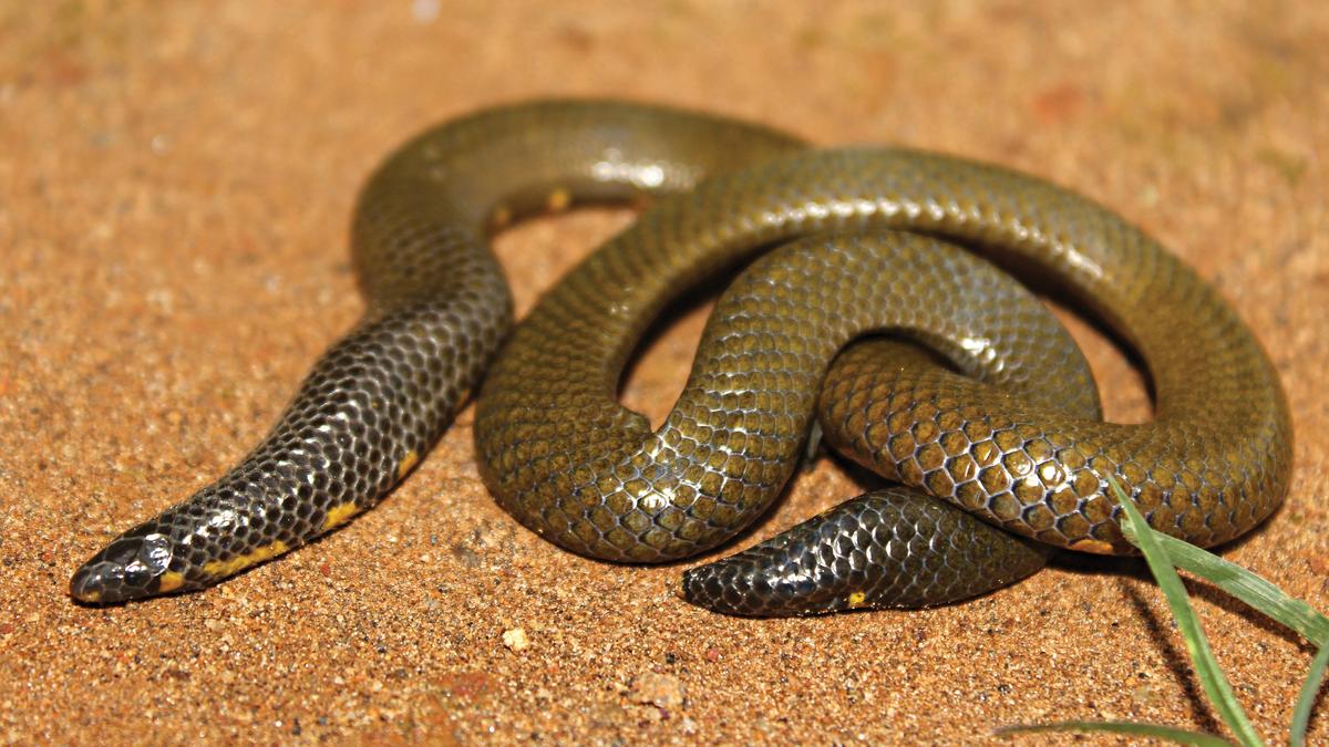 Scientists discover new species of shield-tail snake in Western Ghats’ Meghamalai-Munnar landscape