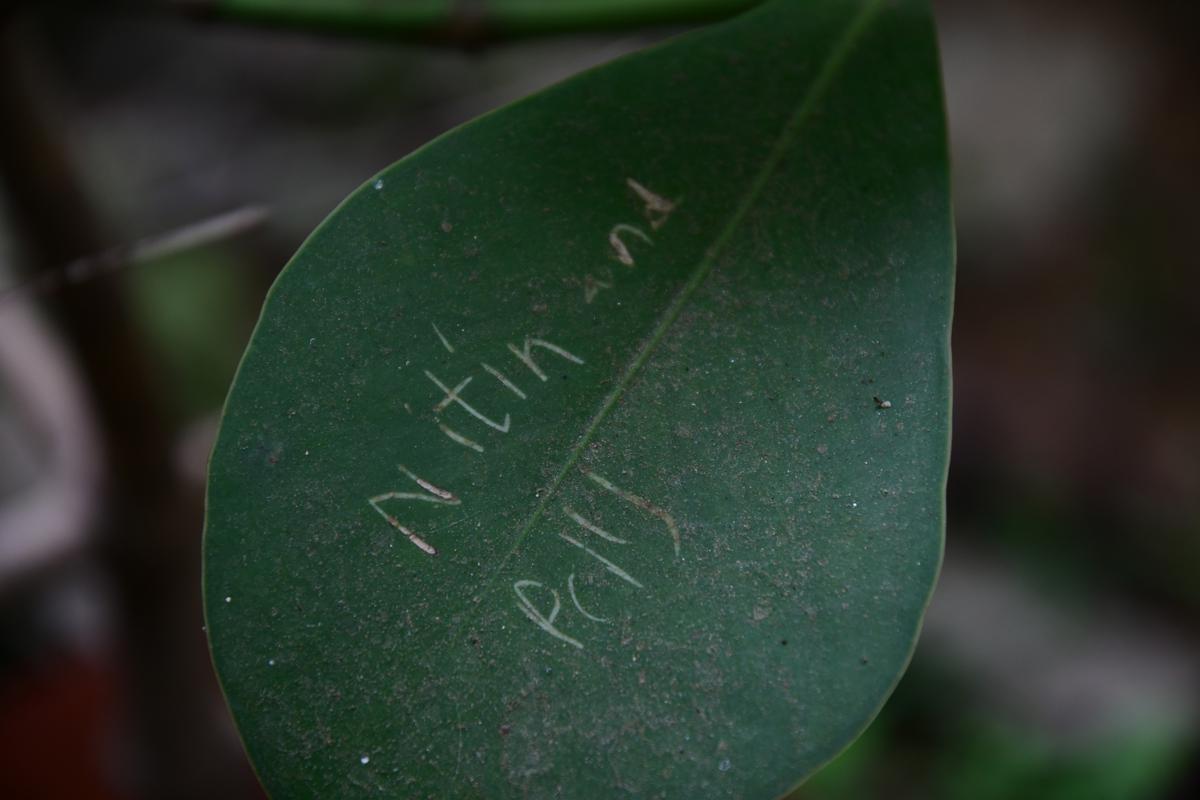 Voorbeeld van namen geschreven op het blad van een Autograph Tree (Clusia rosea), die zal blijven totdat hij op natuurlijke wijze wordt afgeworpen, gekweekt door hobby-boomkweker P Thomas in Tiruchi. 