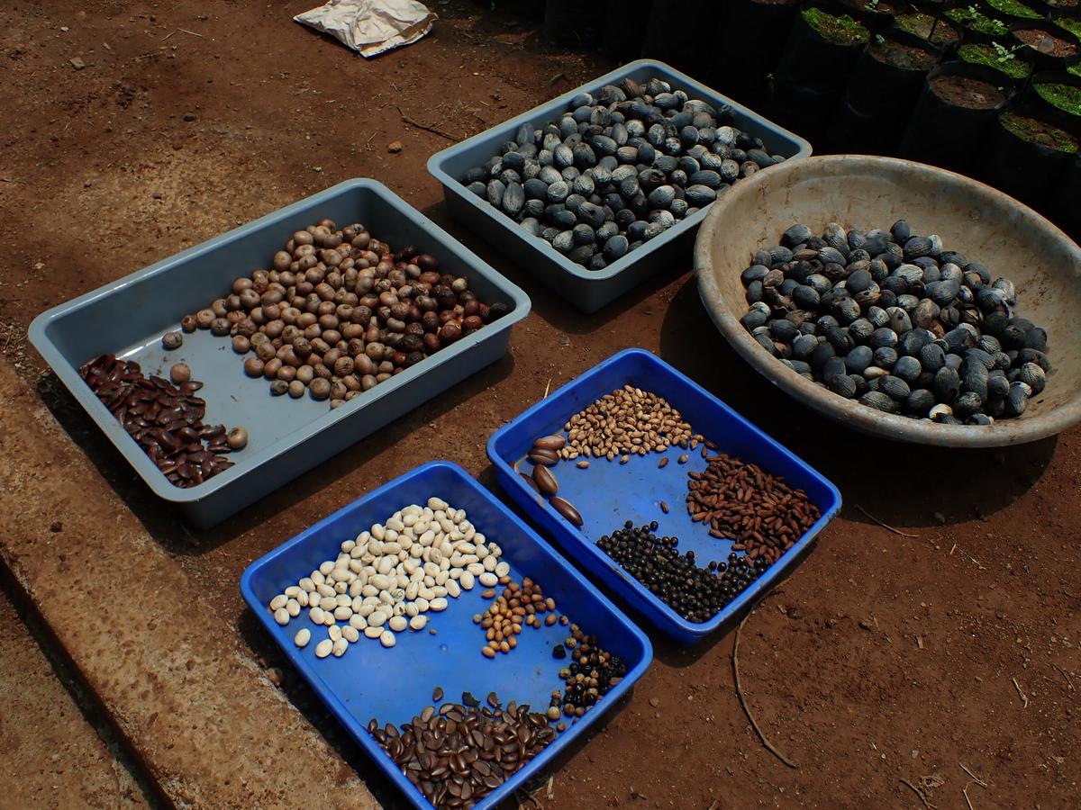 Seeds of multiple native tree species rescued from coffee agroforests prior to sowing at a restoration nursery.