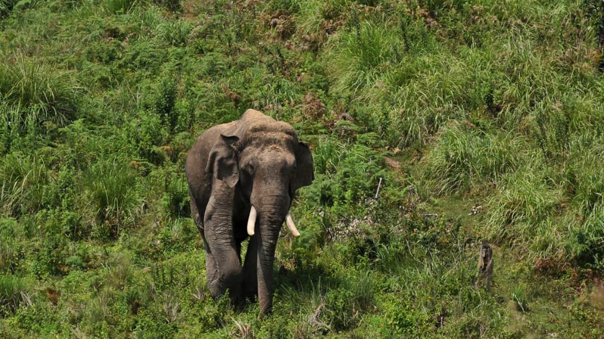 An elephantine issue in Munnar