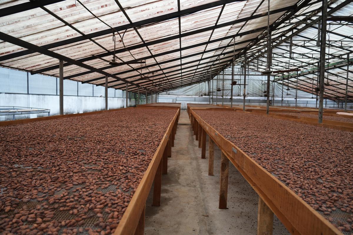Cocoa beans being processed at the Kanjirapally unit.