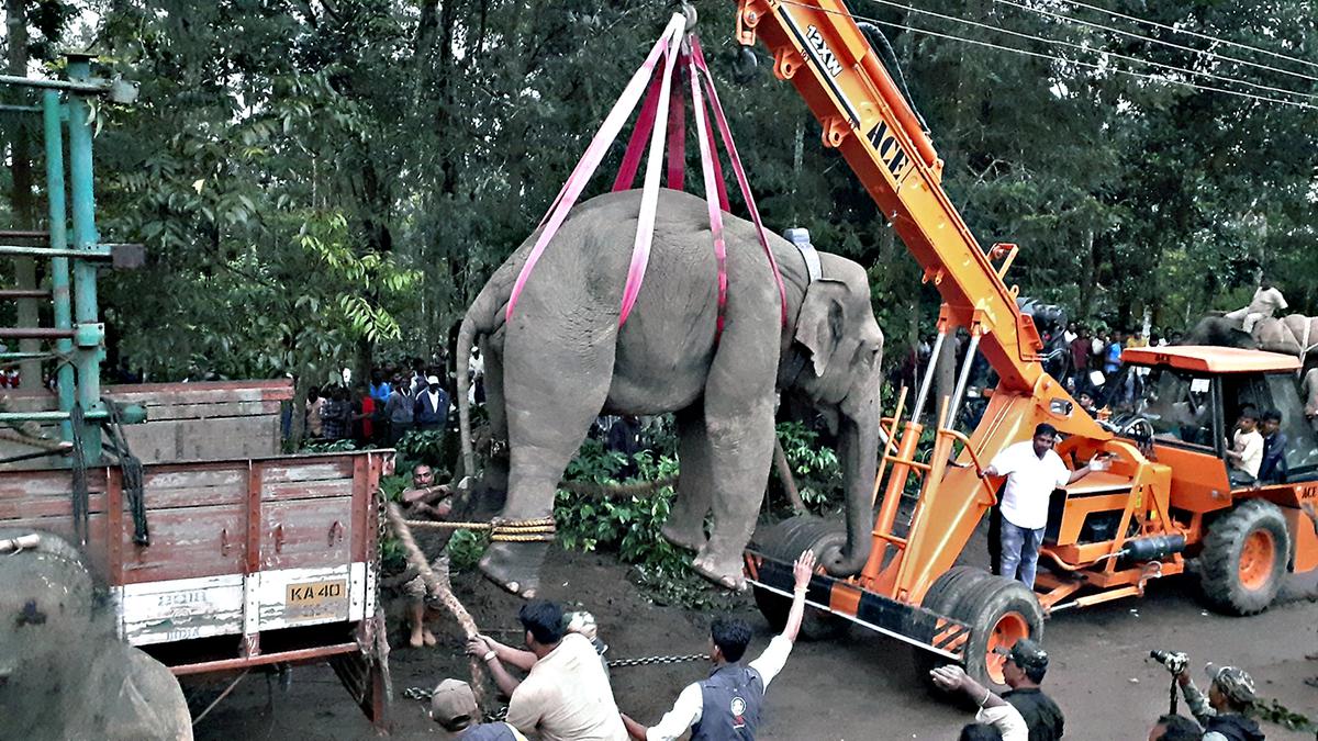 Planter dies in elephant attack in Sakleshpur - The Hindu
