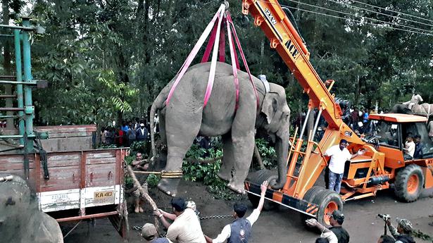 ‘संकटमोचक’ हाथी बांदीपुर स्थानांतरित, लेकिन कर्नाटक के सकलेशपुर लौट आया