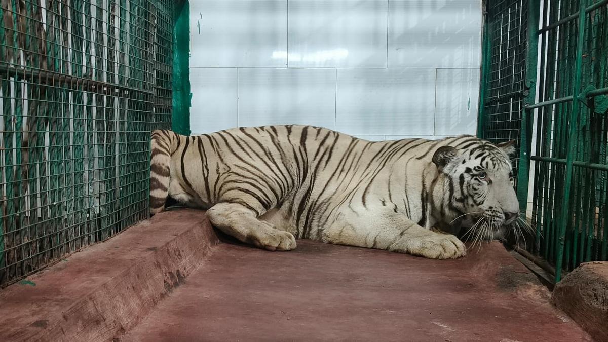 https://th-i.thgim.com/public/incoming/4ve4t8/article70122460.ece/alternates/LANDSCAPE_1200/9911_3_10_2025_20_23_12_5_WHITETIGER_SHIVAMOGGAZOO.JPG