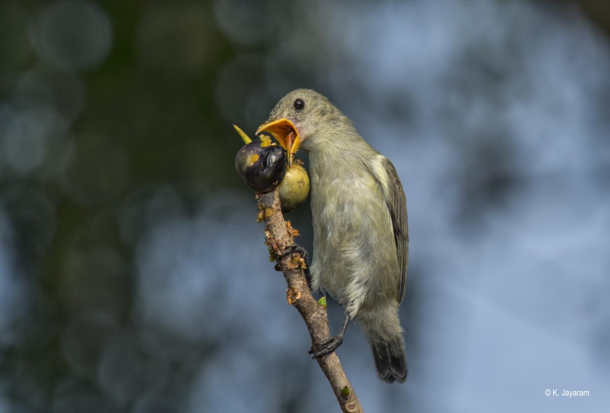 Tickell’s flowerpecker is one of the smallest birds seen in Kerala.