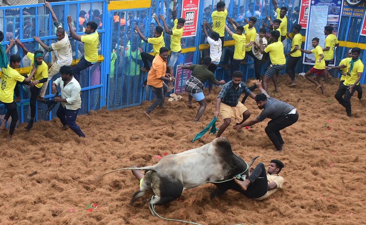 jallikattu9