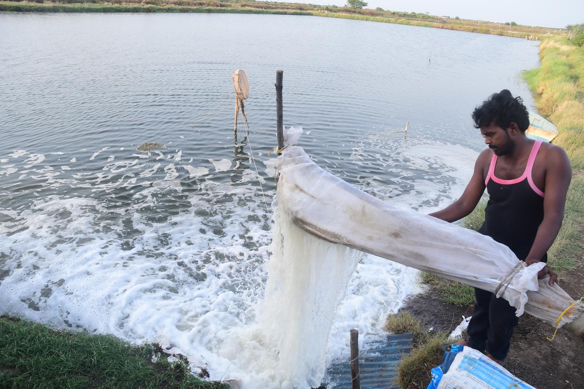 A catch in Andhra Pradesh's aquaculture success story - The Hindu