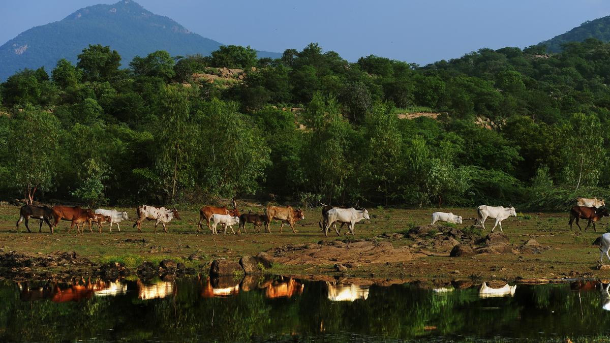 T.N. Budget | New wildlife sanctuary in Erode; coastal restoration mission to prevent sea erosion