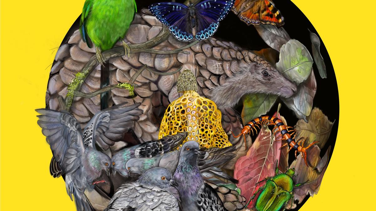 Urban biodiversity specialist Ravi Jambhekar on how he combines Science and Art to promote conservation