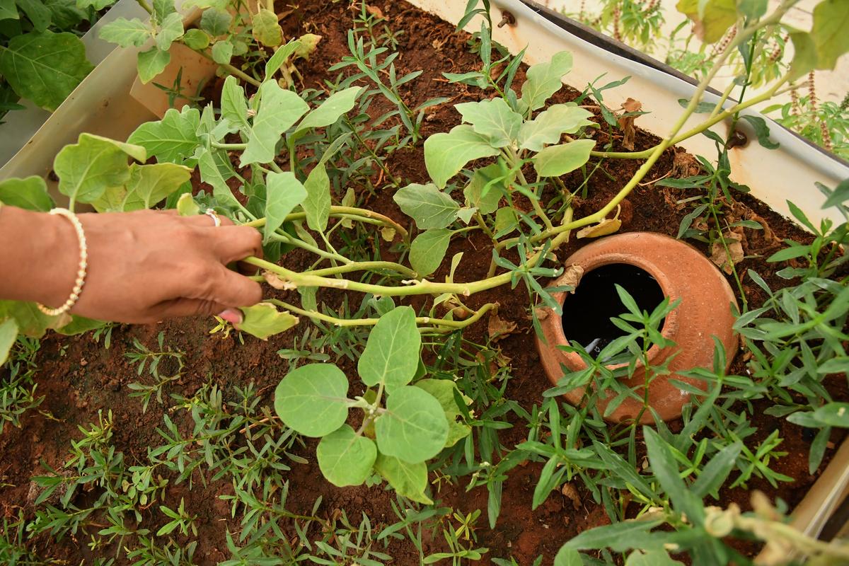 Some of the recycled water is used for gardening in the community.