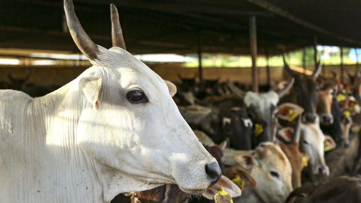 Dairy farms in Delhi asked to obtain pollution control consent