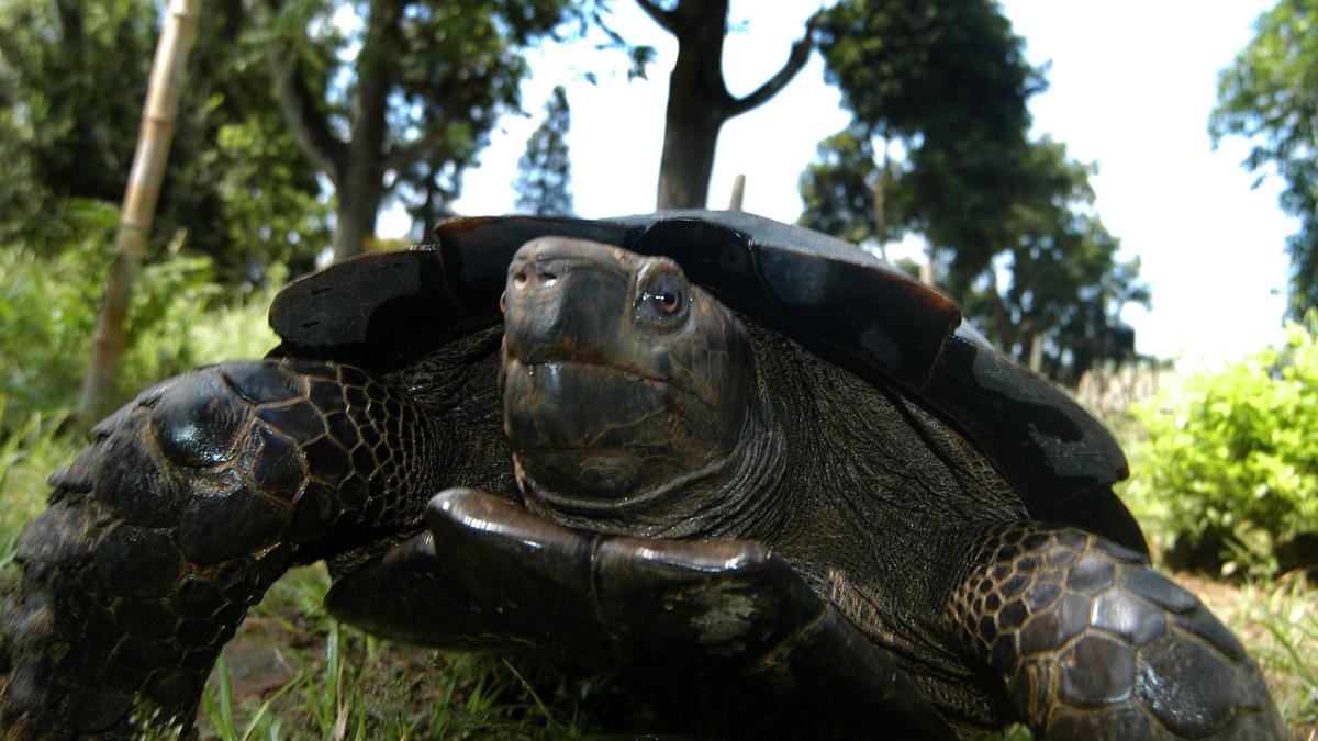 First artificial incubation of Asian giant tortoises succeeds in Manipur