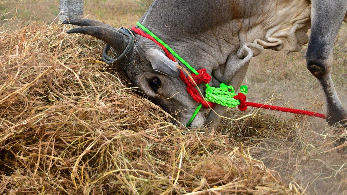 Watch | This cattle fair in Tamil Nadu goes back over 1,000 years