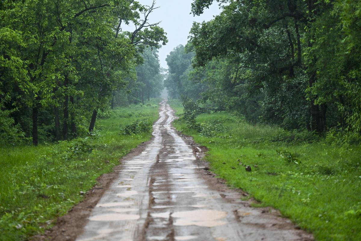 Chandrapur yakınlarındaki Tadoba Andhari Tiger Rezervinin bir manzarası. 