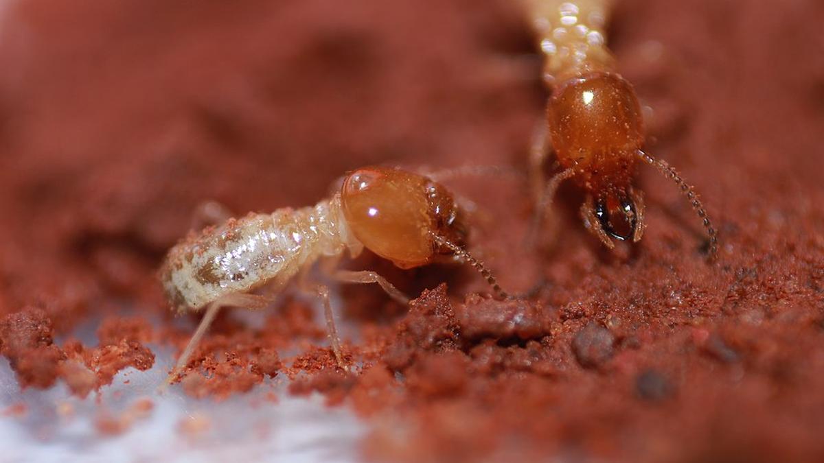 World’s oldest termite mounds found in South Africa, storing carbon for millennia