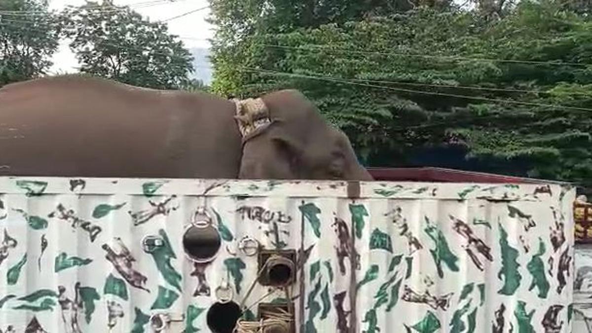 Elephant Arikompan tranquillised in Theni district; prohibitory orders lifted in Cumbum