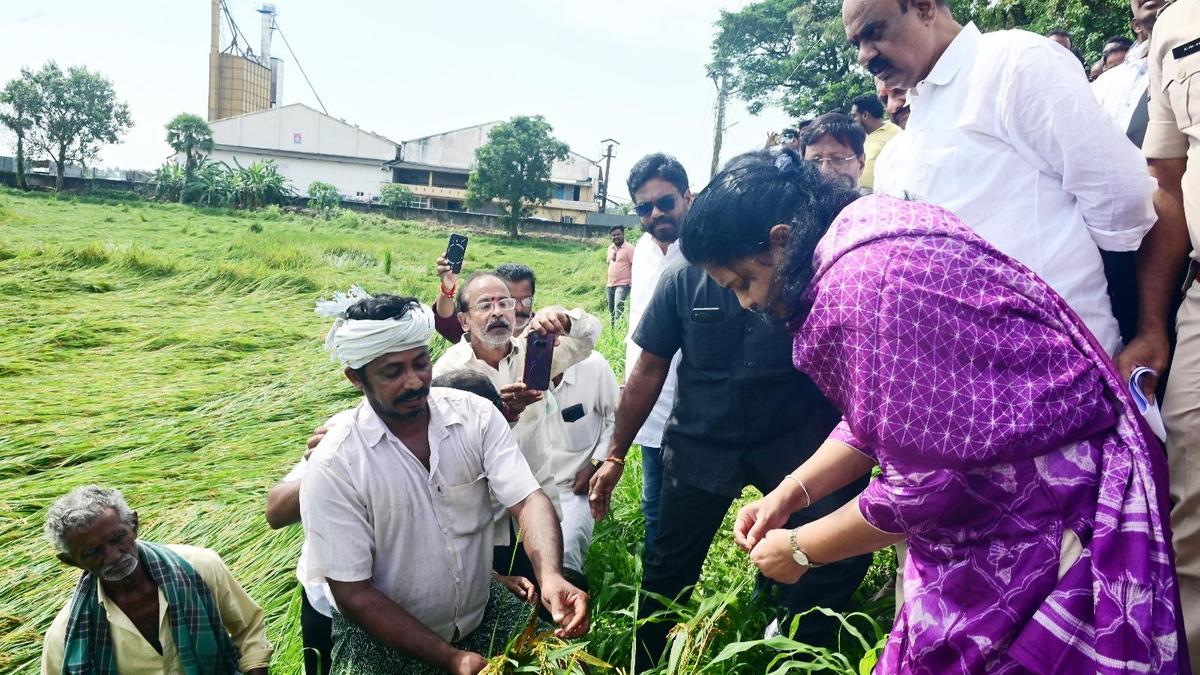Paddy crop damaged in 1.2 lakh acres in Godavari delta