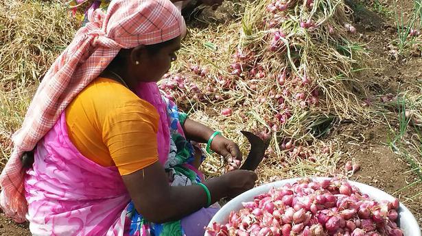 GI tag sought for Chettikulam small onion