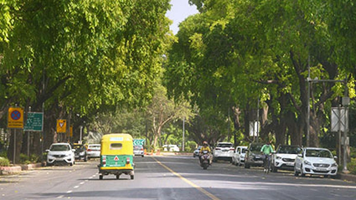 What are the laws preventing tree felling in Delhi? | Explained
Premium