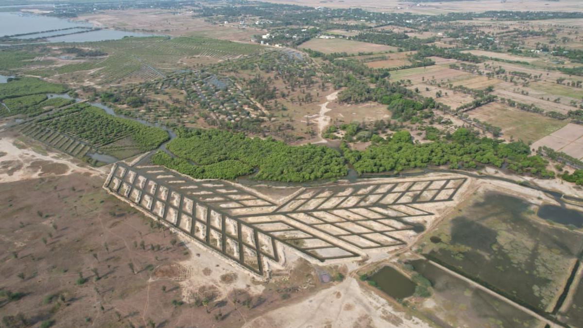 T.N. Forest Department to scale up mangrove cover in Pichavaram by 100 hectares in 2023-24