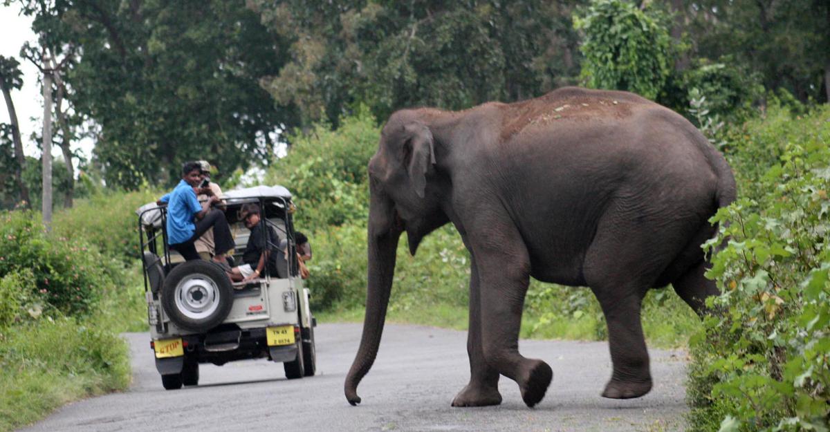 A wild elephant crosses the highway leading to Gudalur at Mudumalai Tiger Reserve in the Nilgiris.