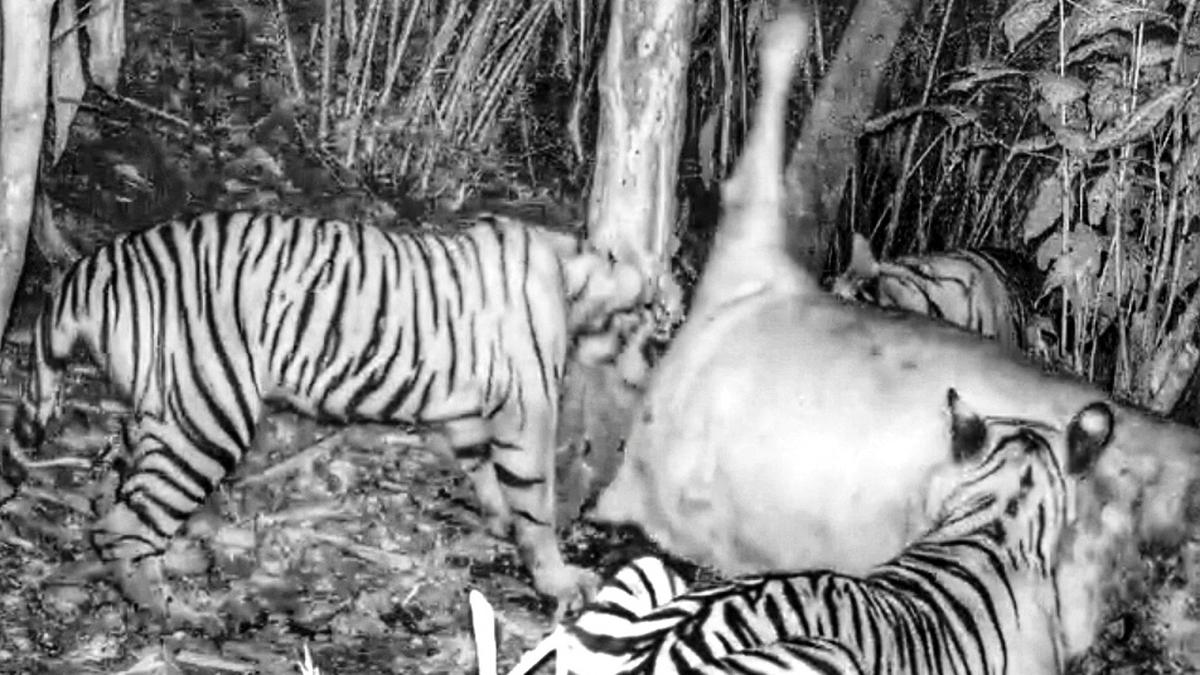 Forest dept. plans to install camera trap after visuals of  tigers preying on cow emerge