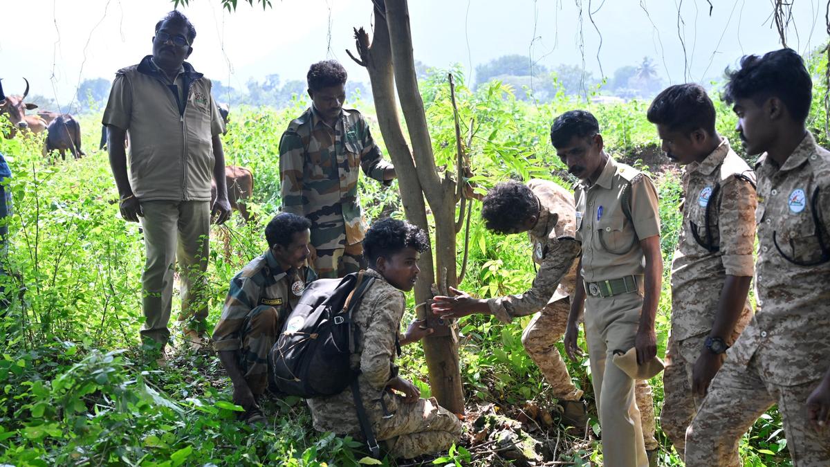 20 camera traps placed after woman’s death in suspected tiger attack in Nilgiris