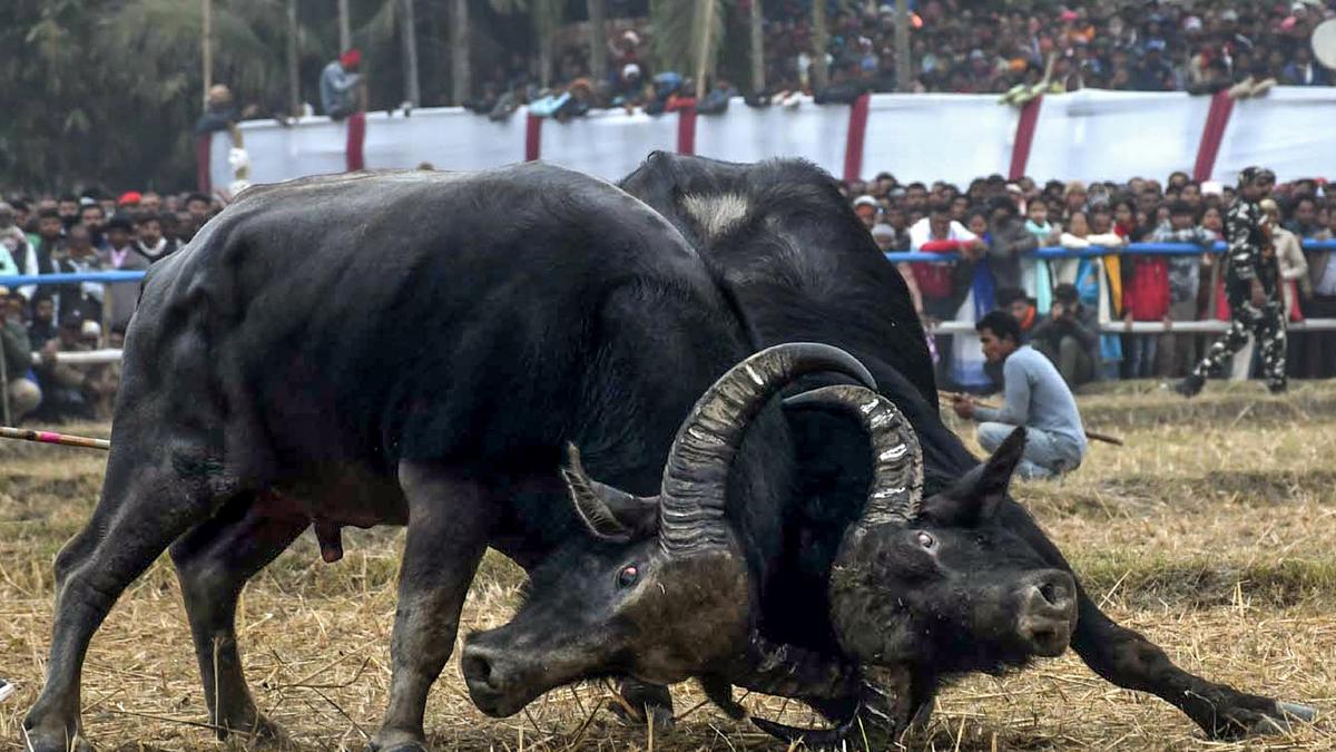 Assam to enact new law for allowing buffalo fights: Himanta