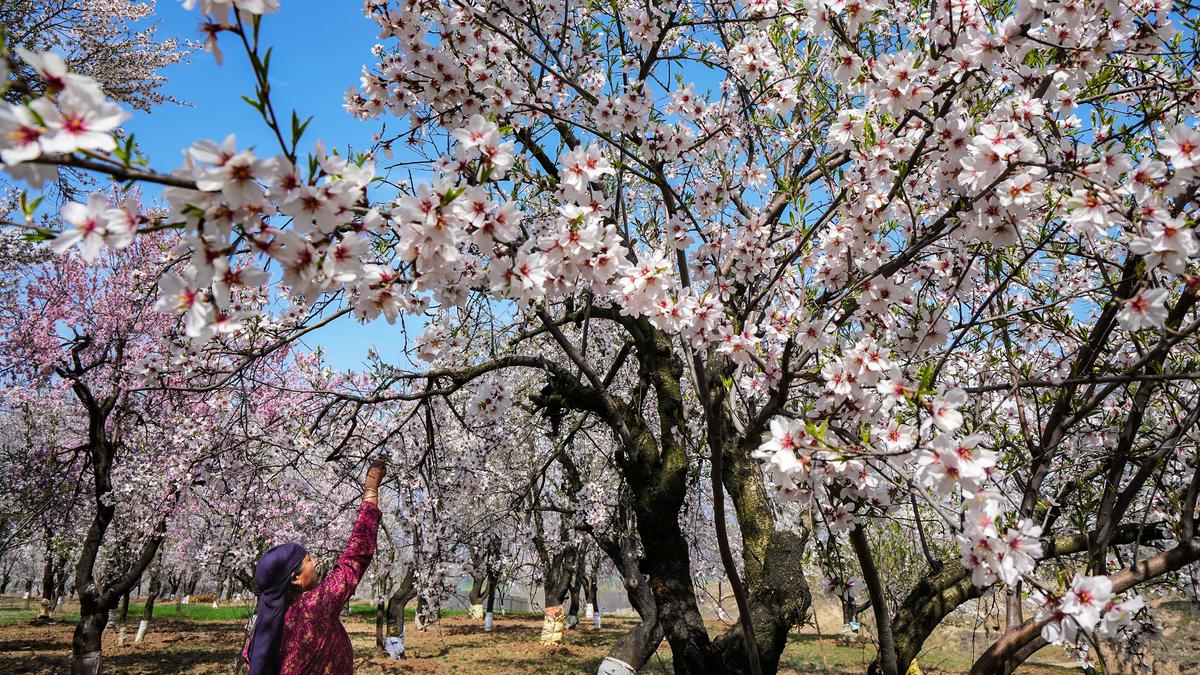 In Kashmir, spring blooms drive away the blues