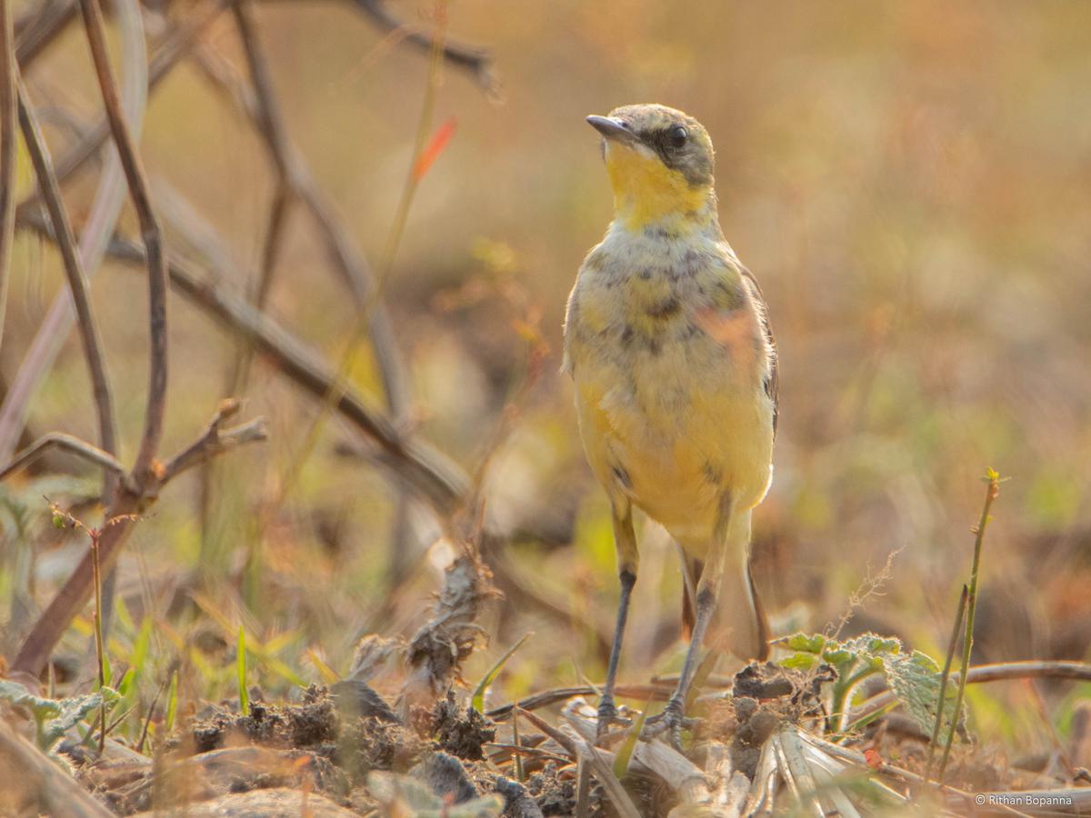 Western Yellow Wagtail bird found on the Mangalore University campus during the Campus Bird Count of 2023. 