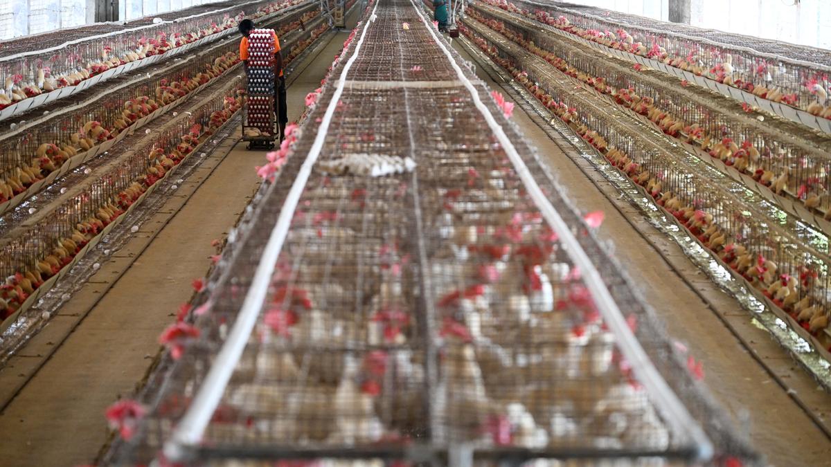 Bird flu scare leaves poultry business in Andhra Pradesh dire straits