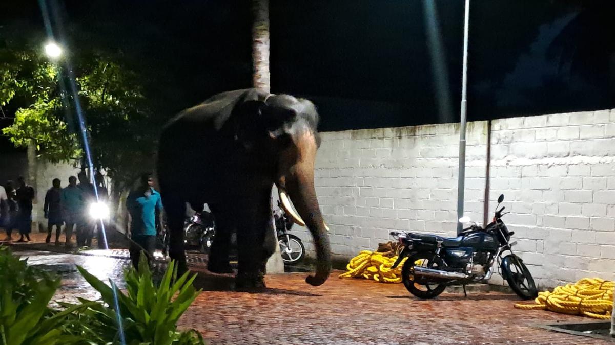 Kumkis Bomman, Wasim join squad to capture tusker near Coimbatore