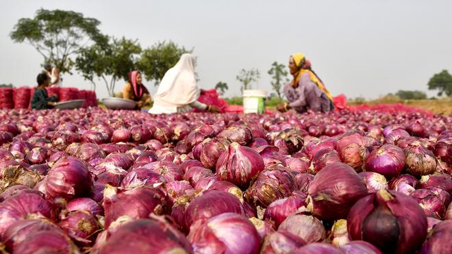 Onion-export-duty-slash-Mixed-reactions-in-Indias-largest-onion-producing-State