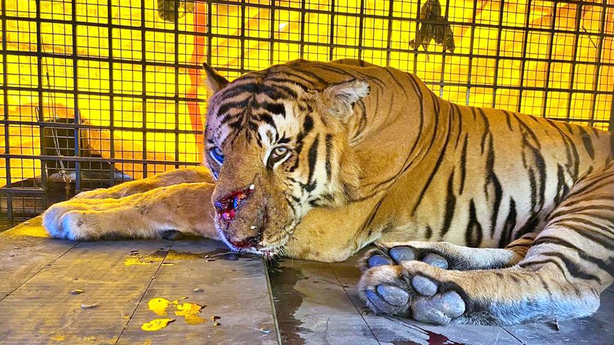 Tiger captured in Wayanad brought to Puthur zoological park in Thrissur