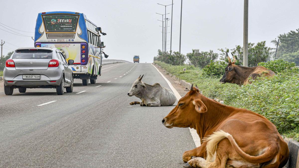 Stray cattle pose safety risk to vehicles on national highways